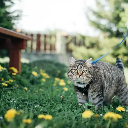 House Girska Rika * Korchin